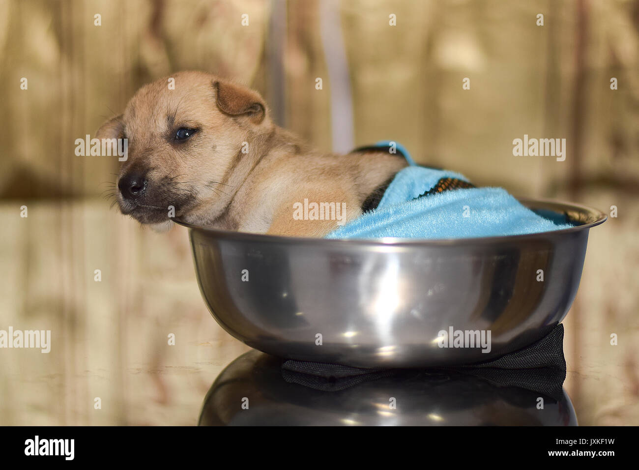 The domestic dog is lying on the floor Stock Photo
