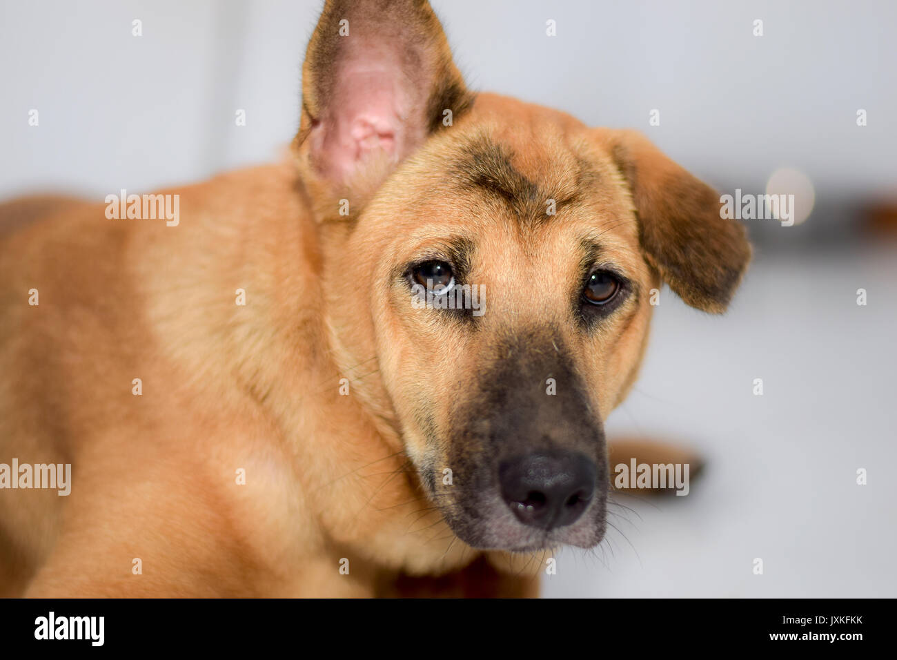 The domestic dog is lying on the floor Stock Photo