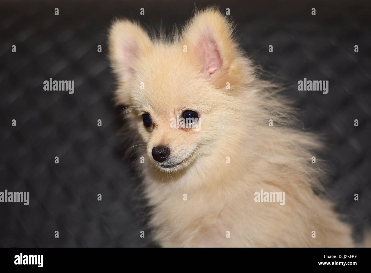 Pom Pom The Dog High Resolution Stock Photography and Images - Alamy