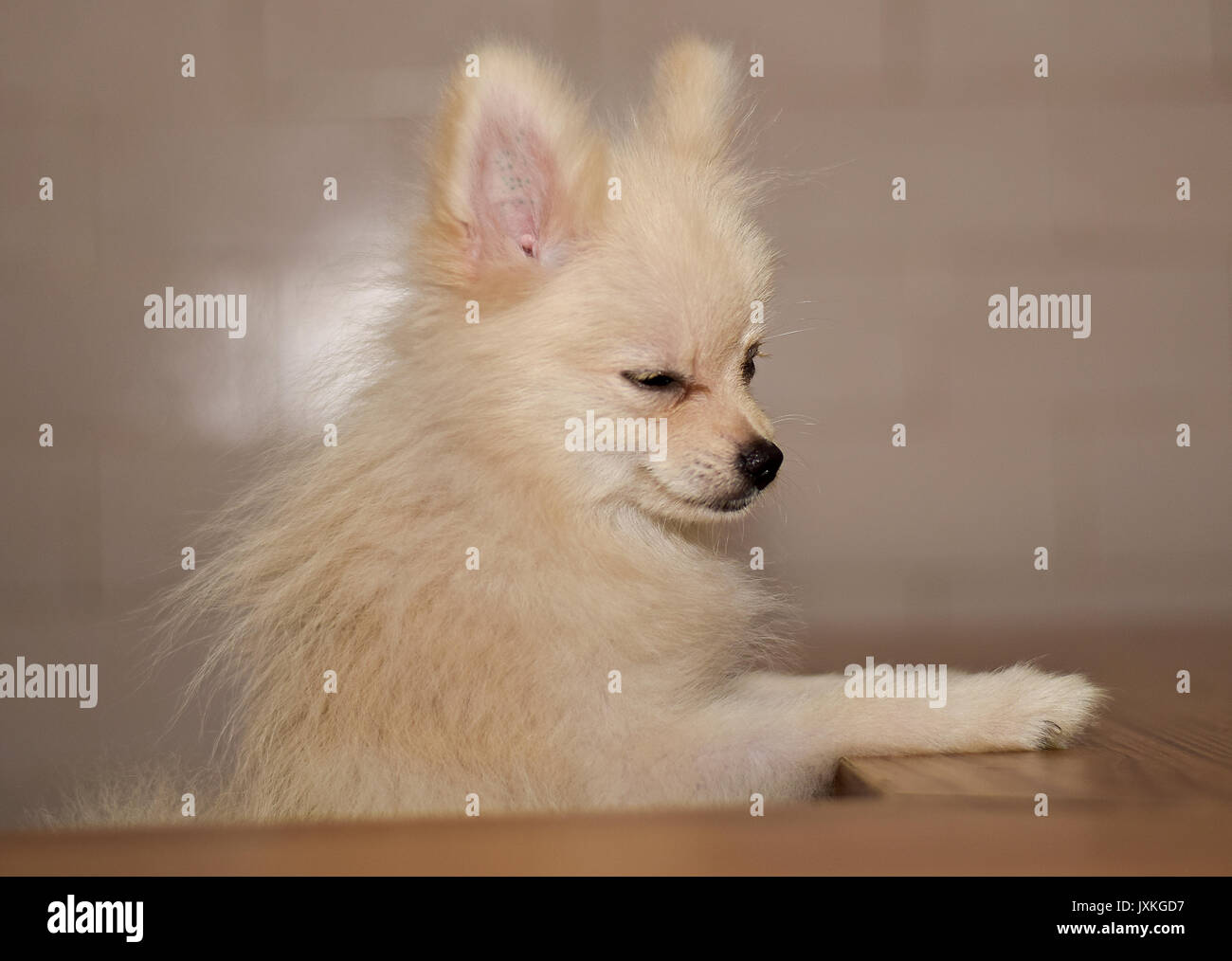 Mini pom hi-res stock photography and images - Alamy