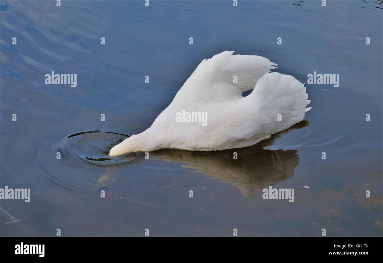 mute swans on river thames Stock Photo Alamy