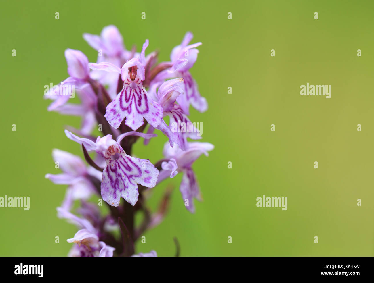 Portraid Western marsh orchid - Dactylorhiza majalis - Breitblaettriges Knabenkraut Stock Photo