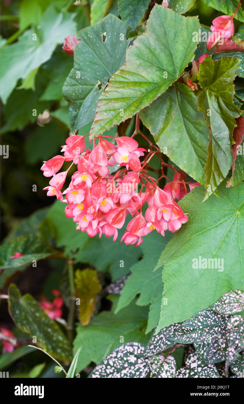 Begonia 'Lucerna' flowers. Stock Photo