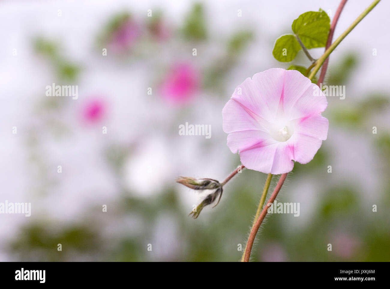 Ipomoea flower. Pink Morning glory flower. Stock Photo