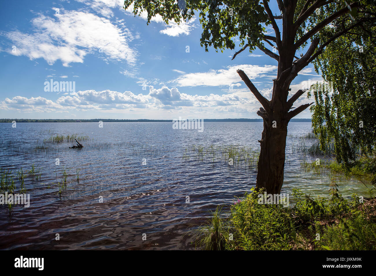 tree on the lake Stock Photo - Alamy