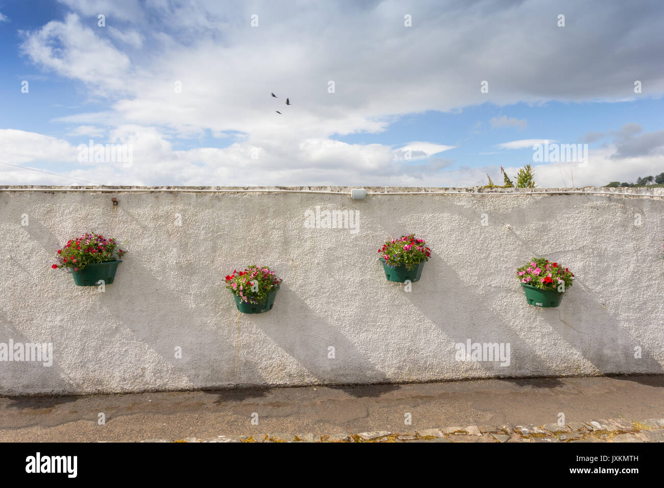 Hanging baskets on a white painted wall, Helmsdale, Scotland UK Stock