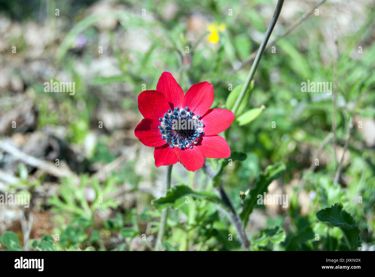 Flowering of Adonis autumnalis in Greece Stock Photo Alamy