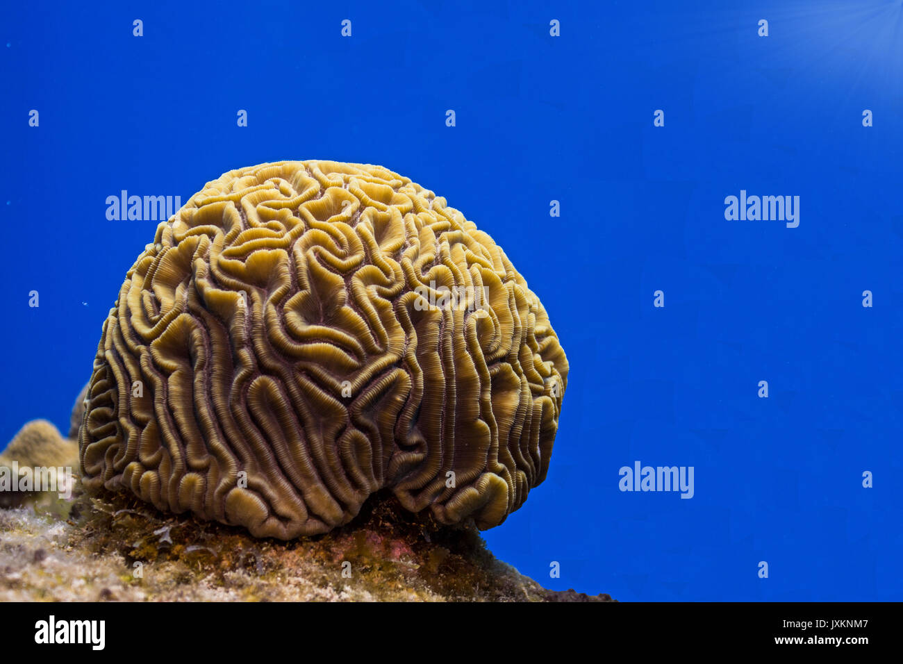 Underwater Photography: Brain Coral in Roatan Stock Photo