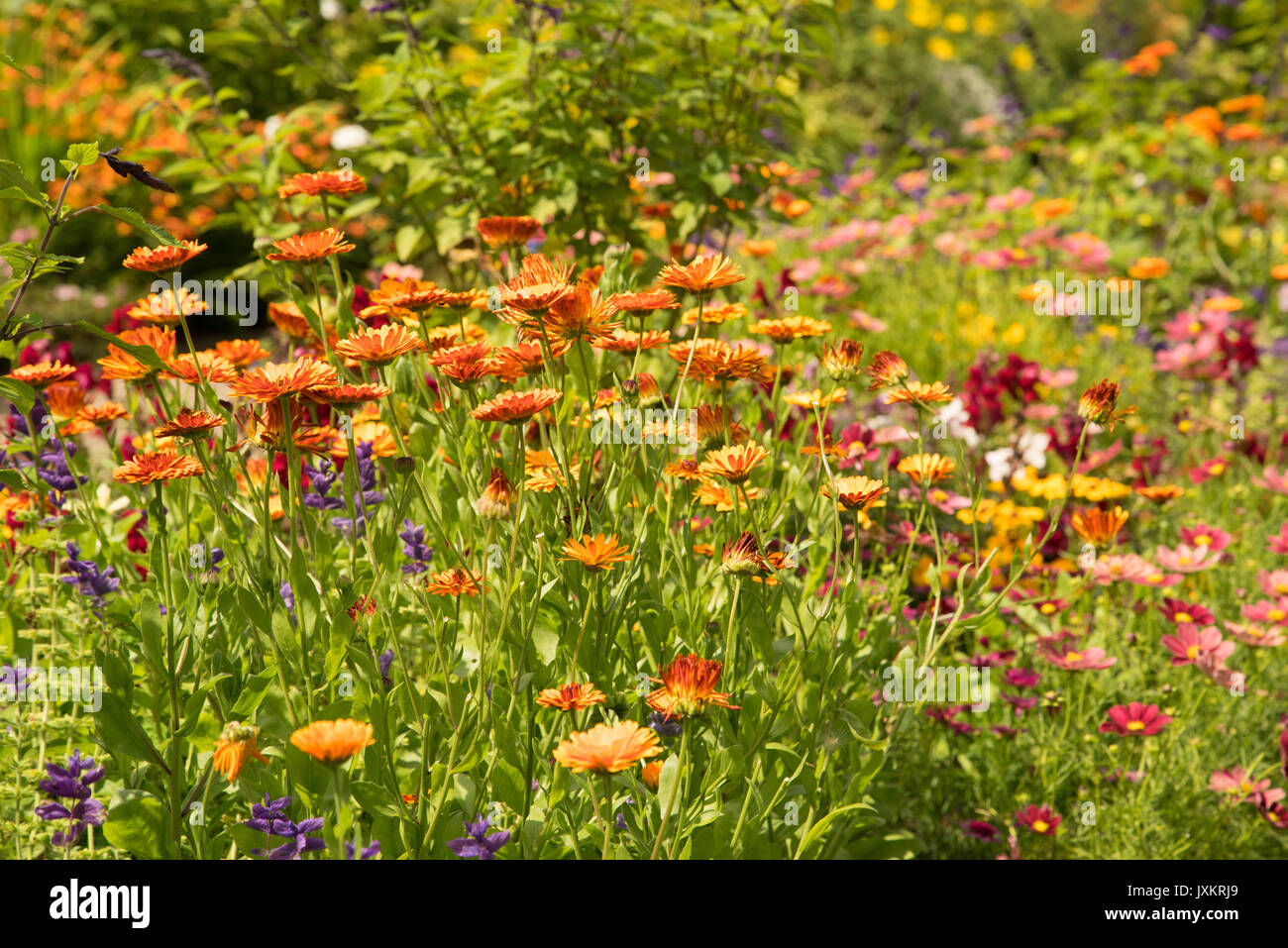 marigolds, salvias, aconitum and other flowers in an english country garden Stock Photo