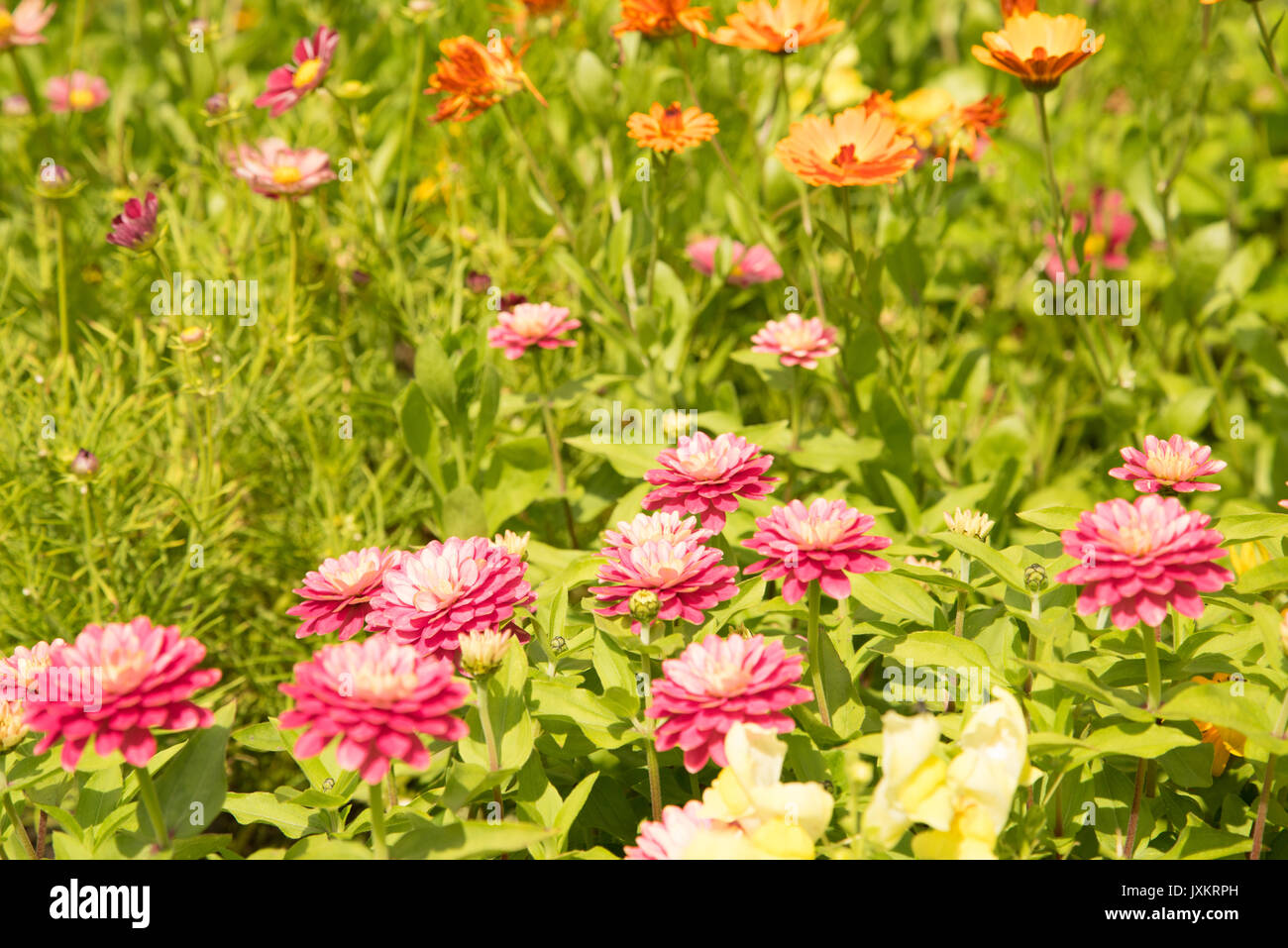 Marigolds, zinnia and other english flowers in an english country garden Stock Photo