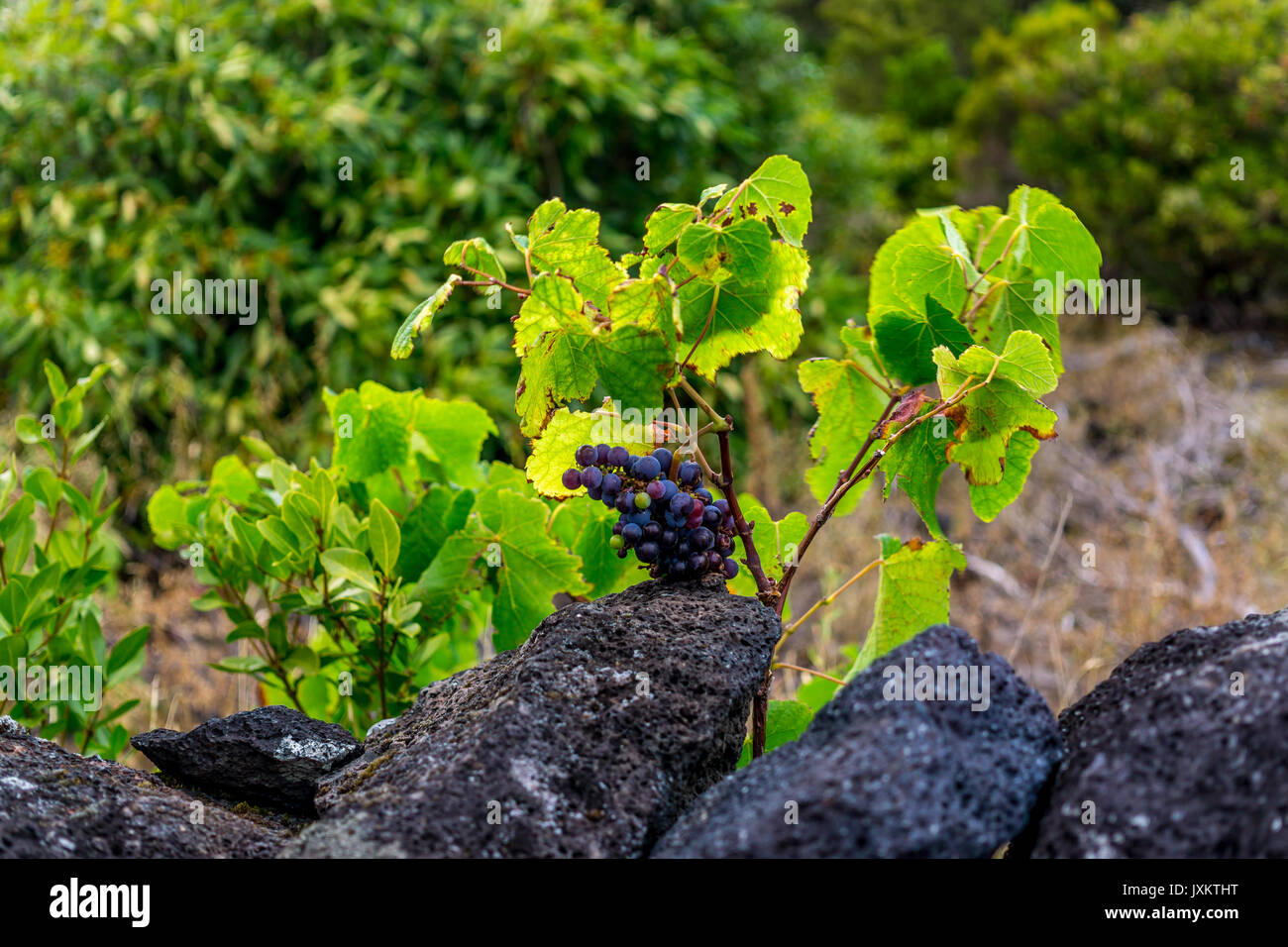 Wild grape vine (Vitis riparia) bearing fruit Stock Photo