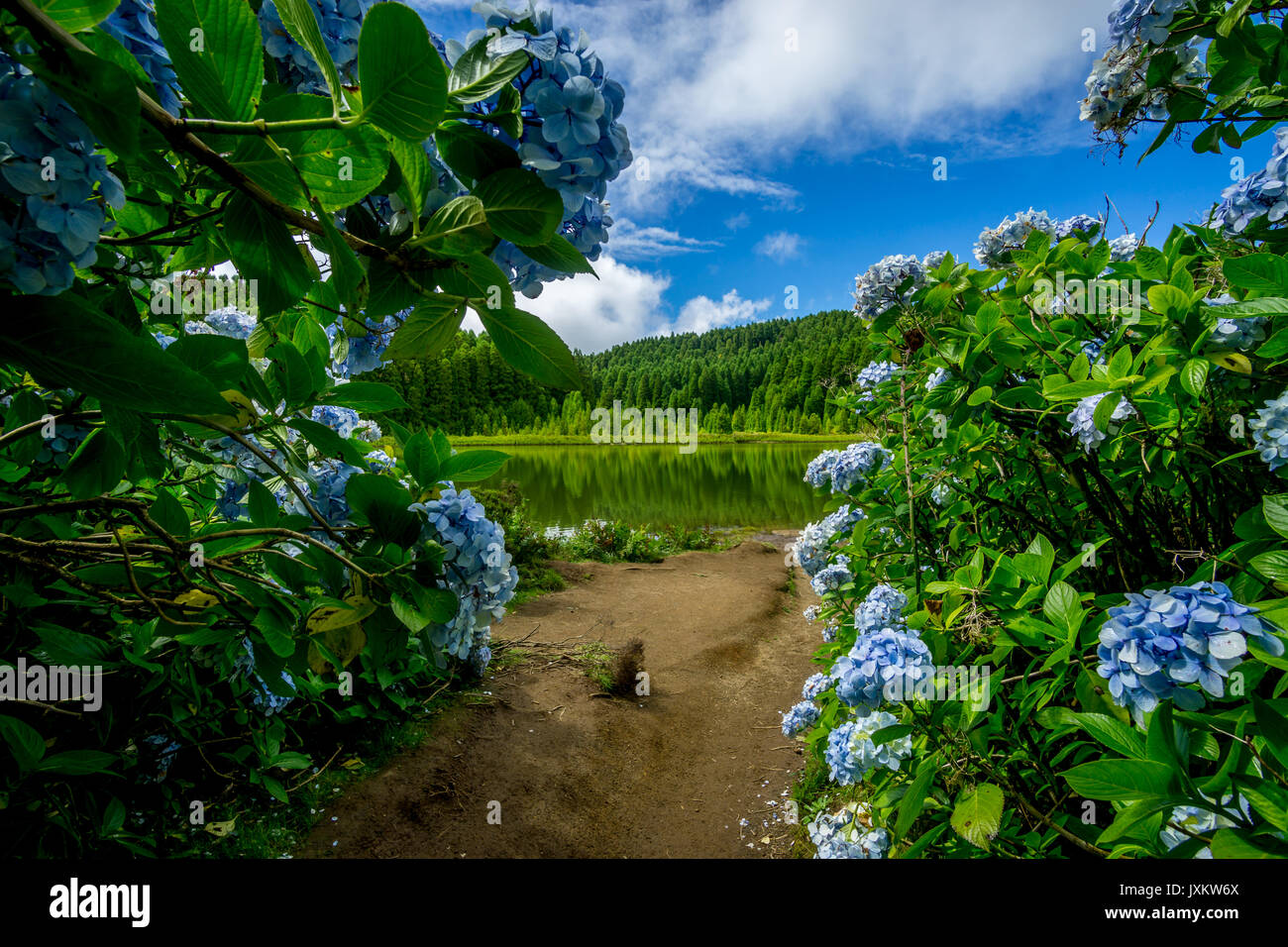 Lagoa do Canário seen through bushes of hortensia, Sao Miguel, Azores