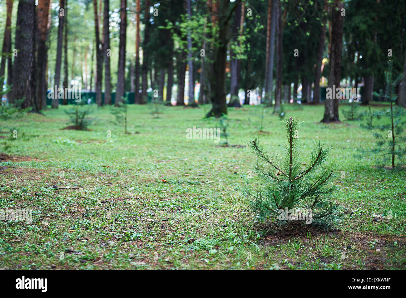 Small young green spruce pine tree plant needle stump forest woods moss ...