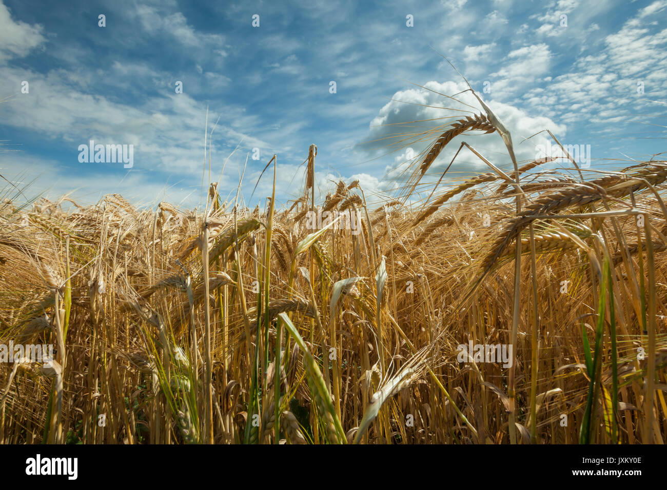 Barley field in South Downs National Park, West Sussex, England. Stock Photo