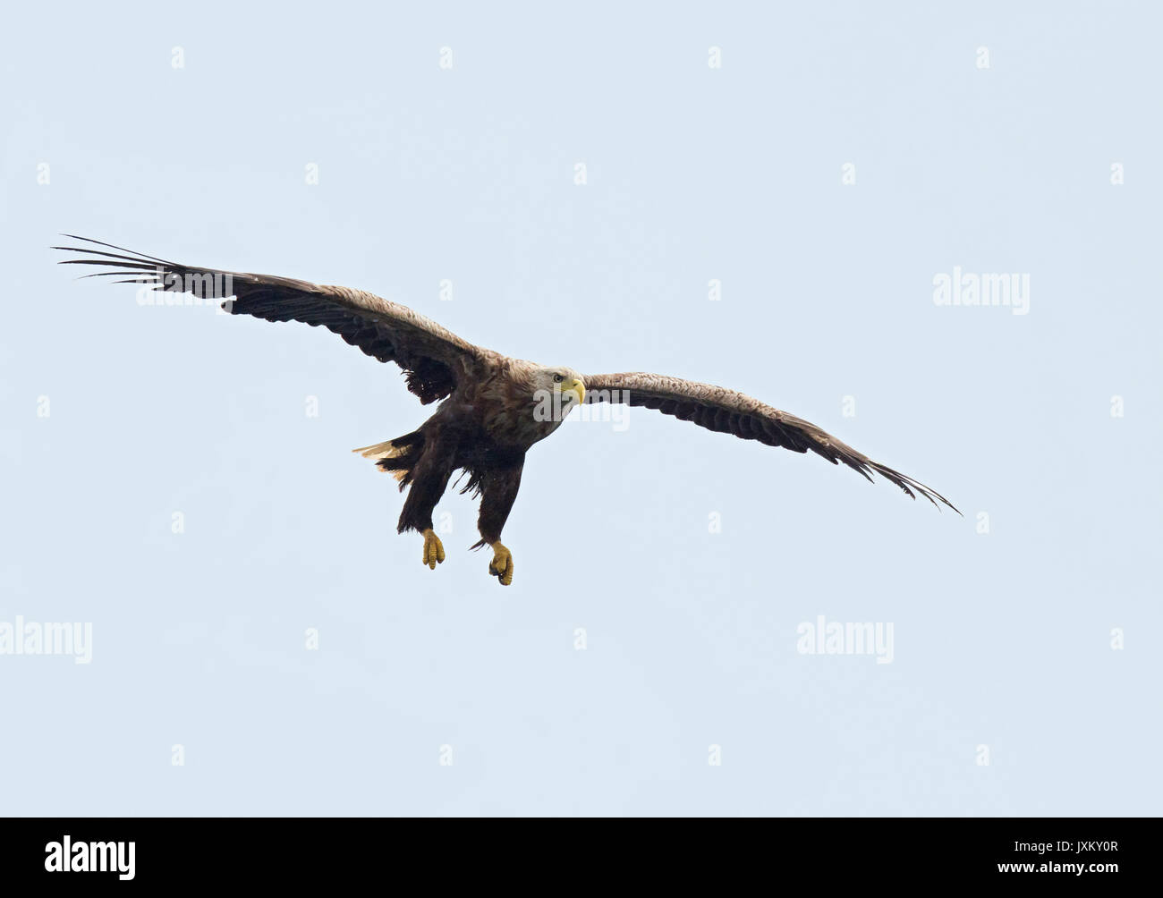 White-tailed Sea Eagle, Haliaetus albicilla, Isle of Mull, Scotland, UK Stock Photo