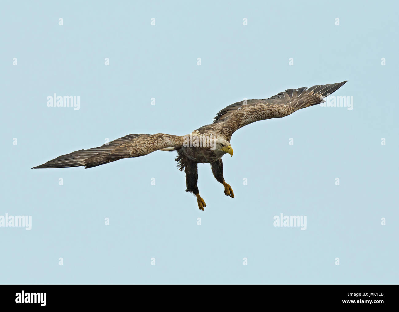 White-tailed Sea Eagle, Haliaetus albicilla, Isle of Mull, Scotland, UK Stock Photo