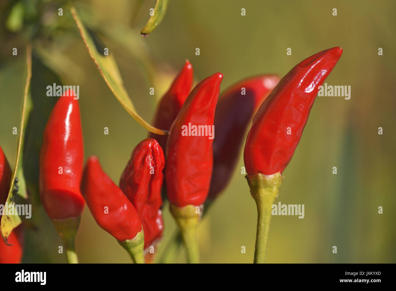 'Close up of 'Bird's Eye' chilli (Capsicum annuum) growing on chilli tree during winter. Potts Hill. New South Wales. AUSTRALIA Stock Photo