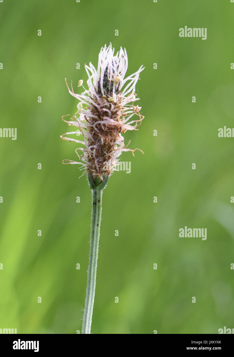Flower heard of ribwort plantain (Plantago lanceolata) where most of the male parts, anther and filament, are finished and the female stigma and style Stock Photo
