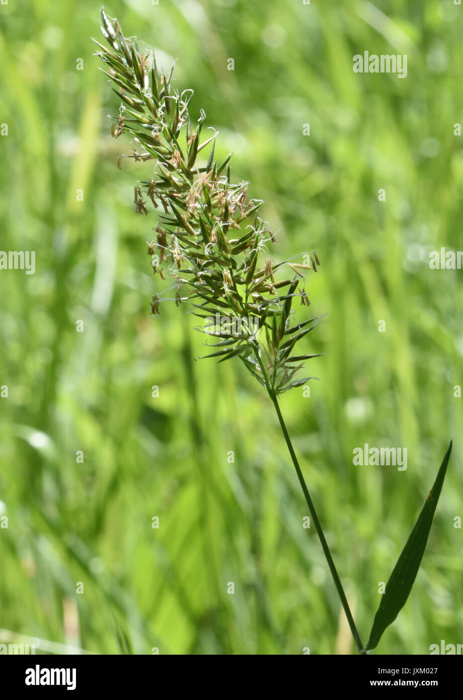 Grass flowering head with the male parts, anther and filament, hanging out in the wind to facilitate pollination. Bedgebury Forest, Kent, UK. Stock Photo