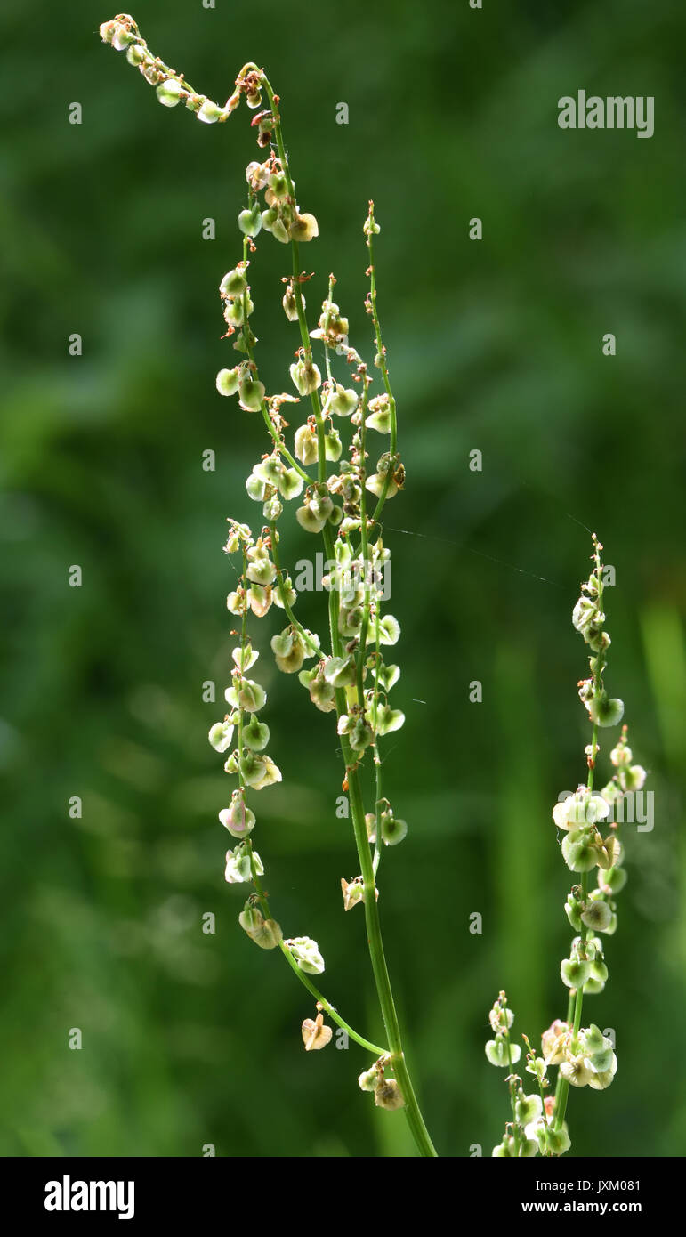 Seed head of sorrel (Rumex acetosa) with winged seeds evolved for wind dispersal. Bedgebury Forest, Kent, UK. Stock Photo