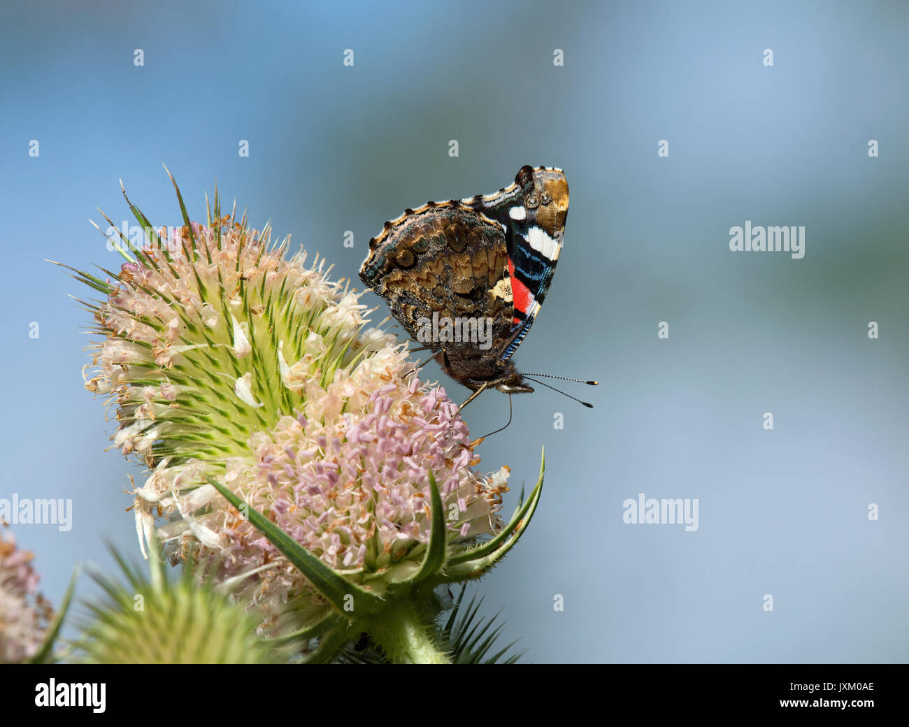 Red admiral, Vanessa atalanta, butterfly on common teasel, Lancashire, uk Stock Photo