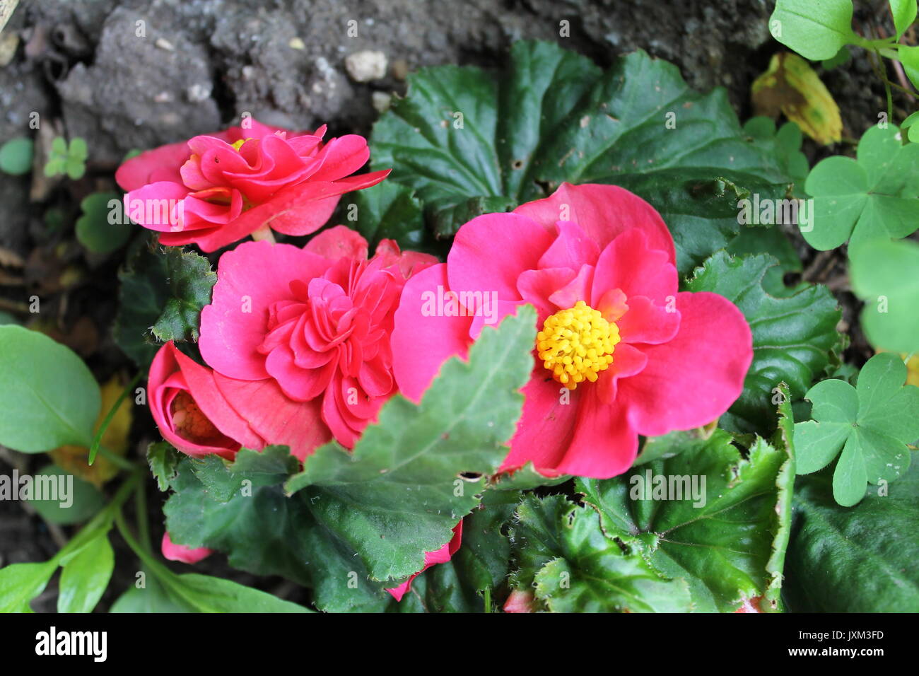 Beautiful flowers in cottage garden Stock Photo - Alamy