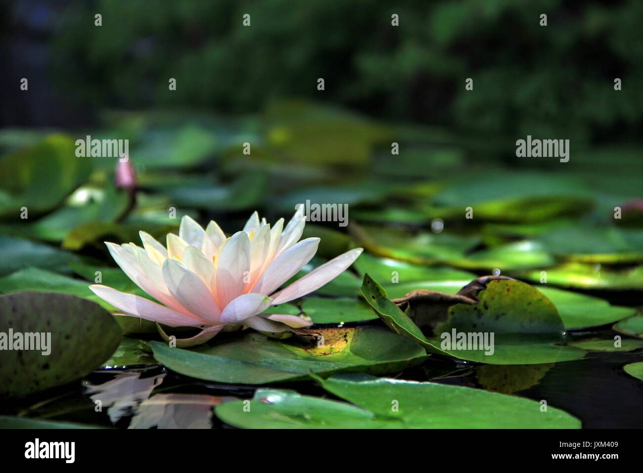 Photo of water lily taken in Japan Stock Photo Alamy