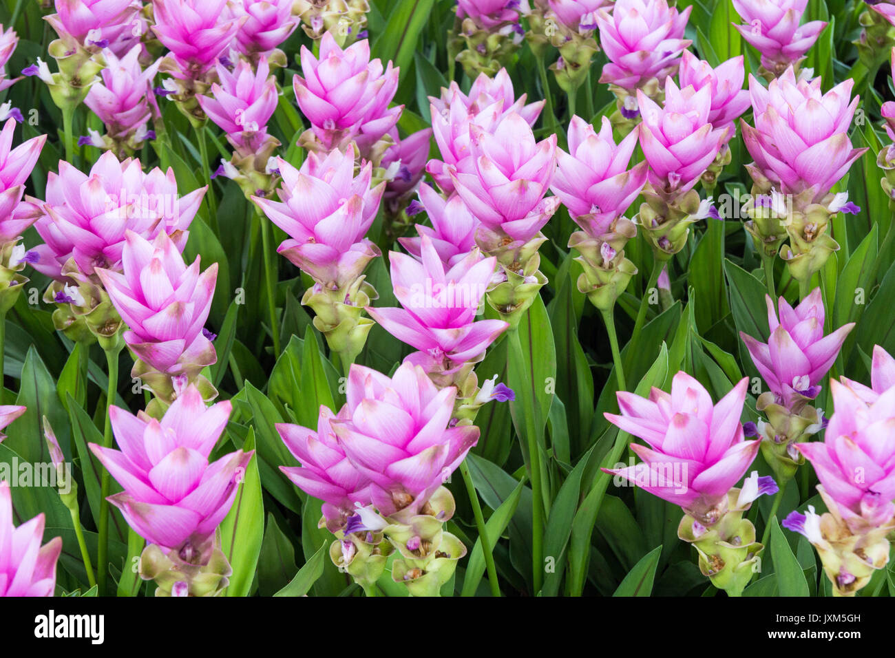 Rose pink curcuma hybrid (Zingiberaceae) Stock Photo