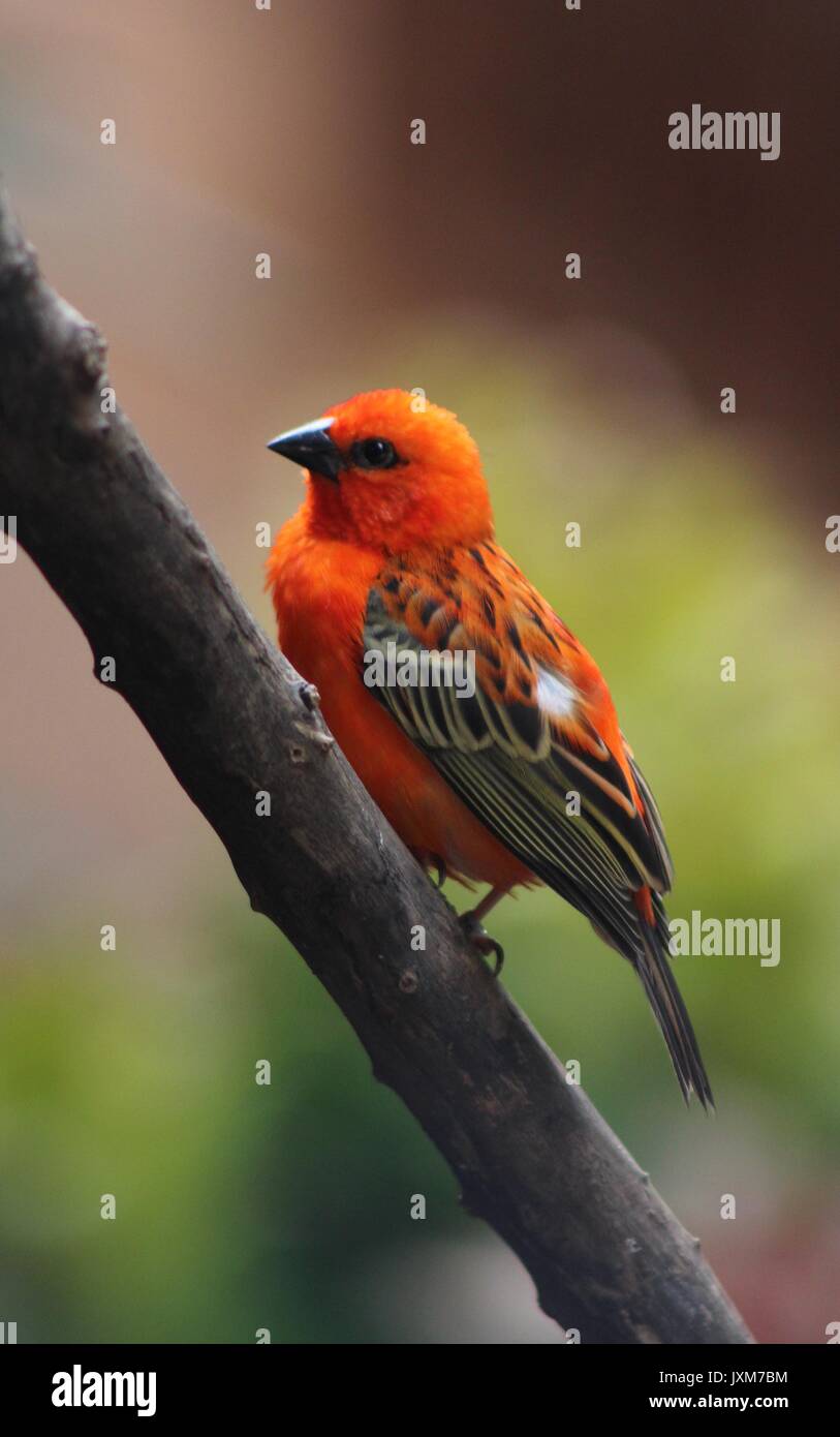 Bird photography hi-res stock photography and images - Alamy