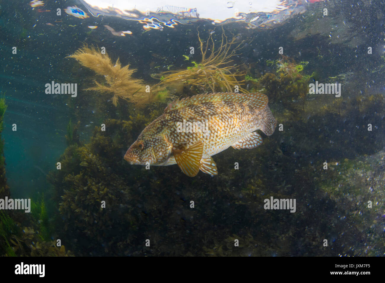 Ballan Wrasse, UK Stock Photo - Alamy