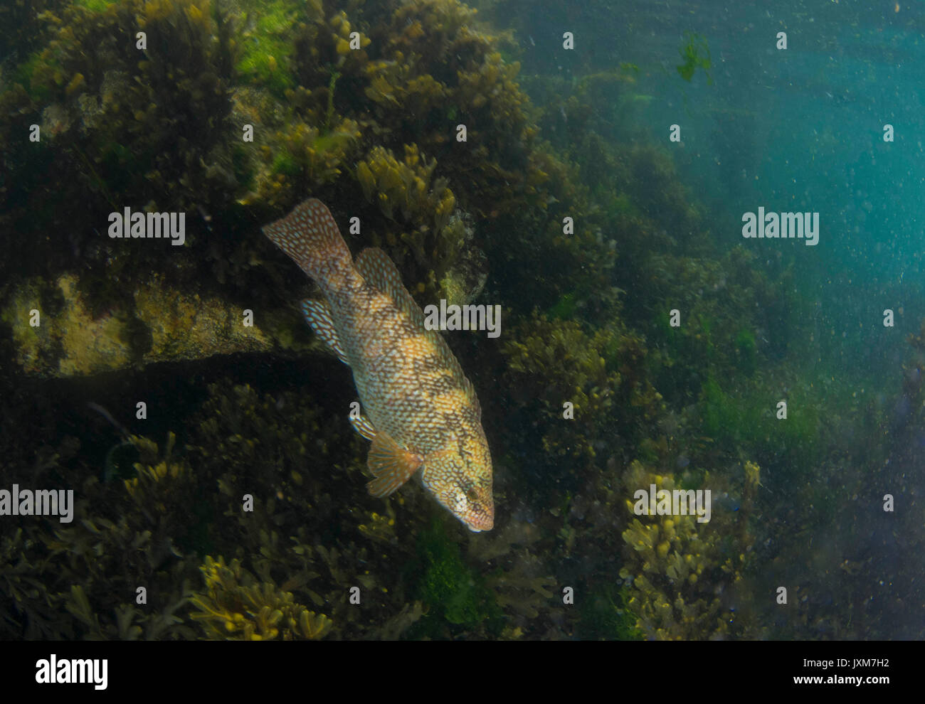 Ballan Wrasse, UK Stock Photo - Alamy