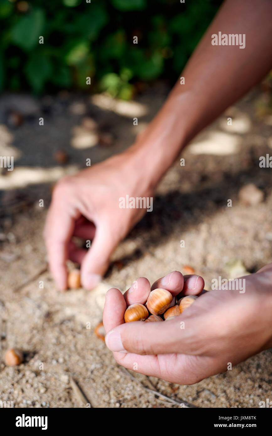 closeup of a young caucasian man picking hazelnuts from the ground during the harvesting of this fruit in Spain Stock Photo