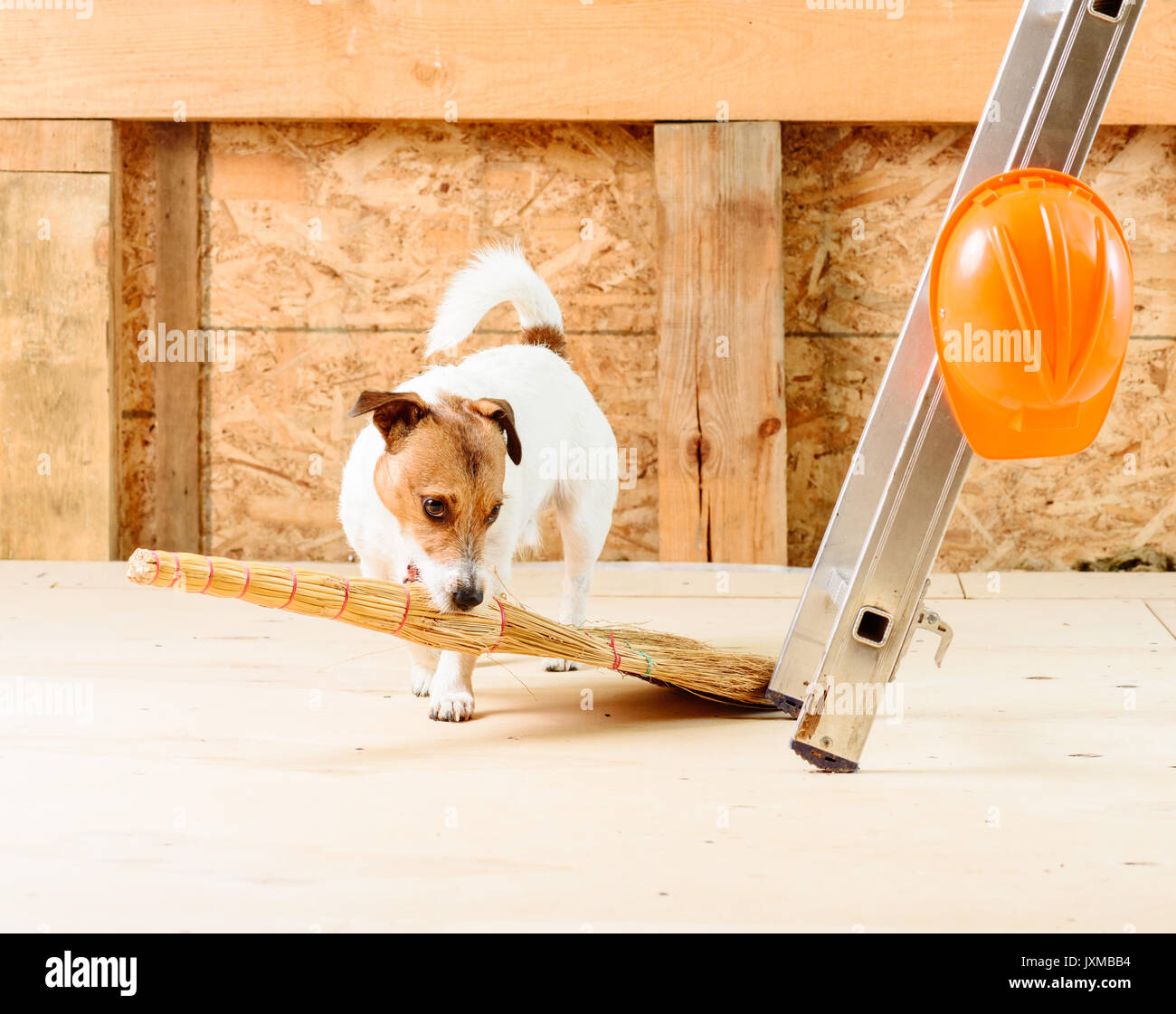 Dog sweeping floor and cleaning up with broom at construction site Stock Photo