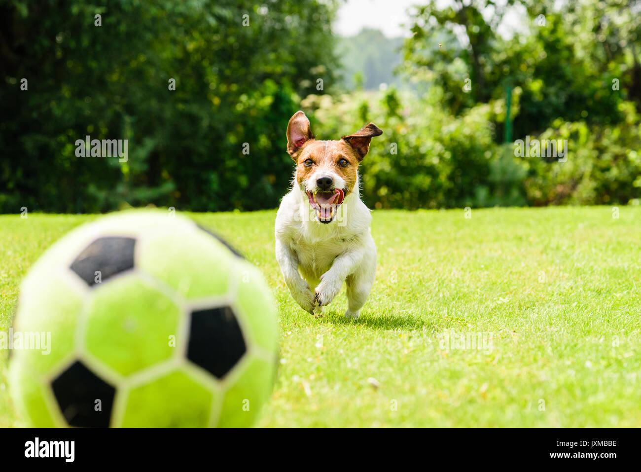 Happy soccer player hi-res stock photography and images - Alamy