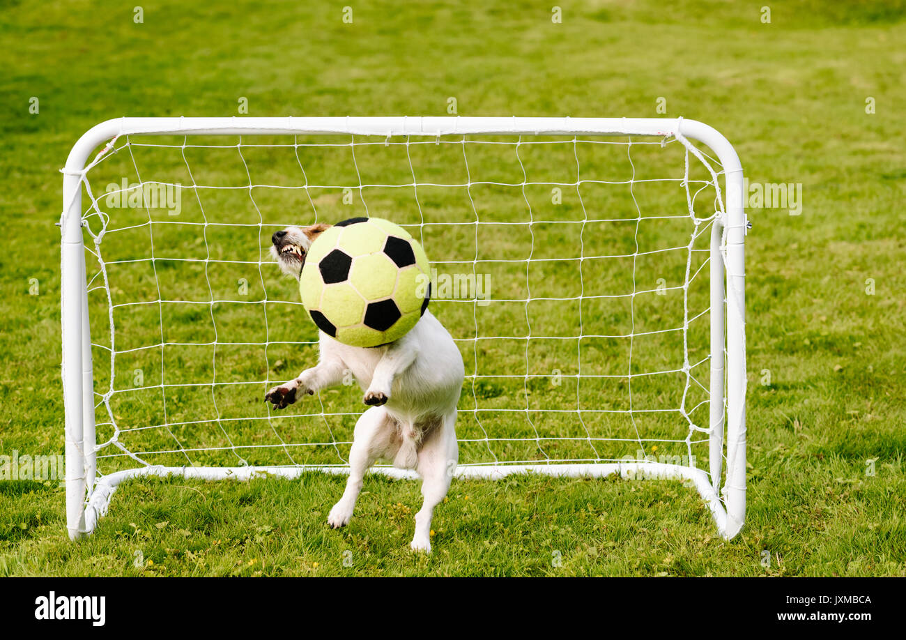 Amusing keeper saves goal catching football (soccer) ball Stock Photo
