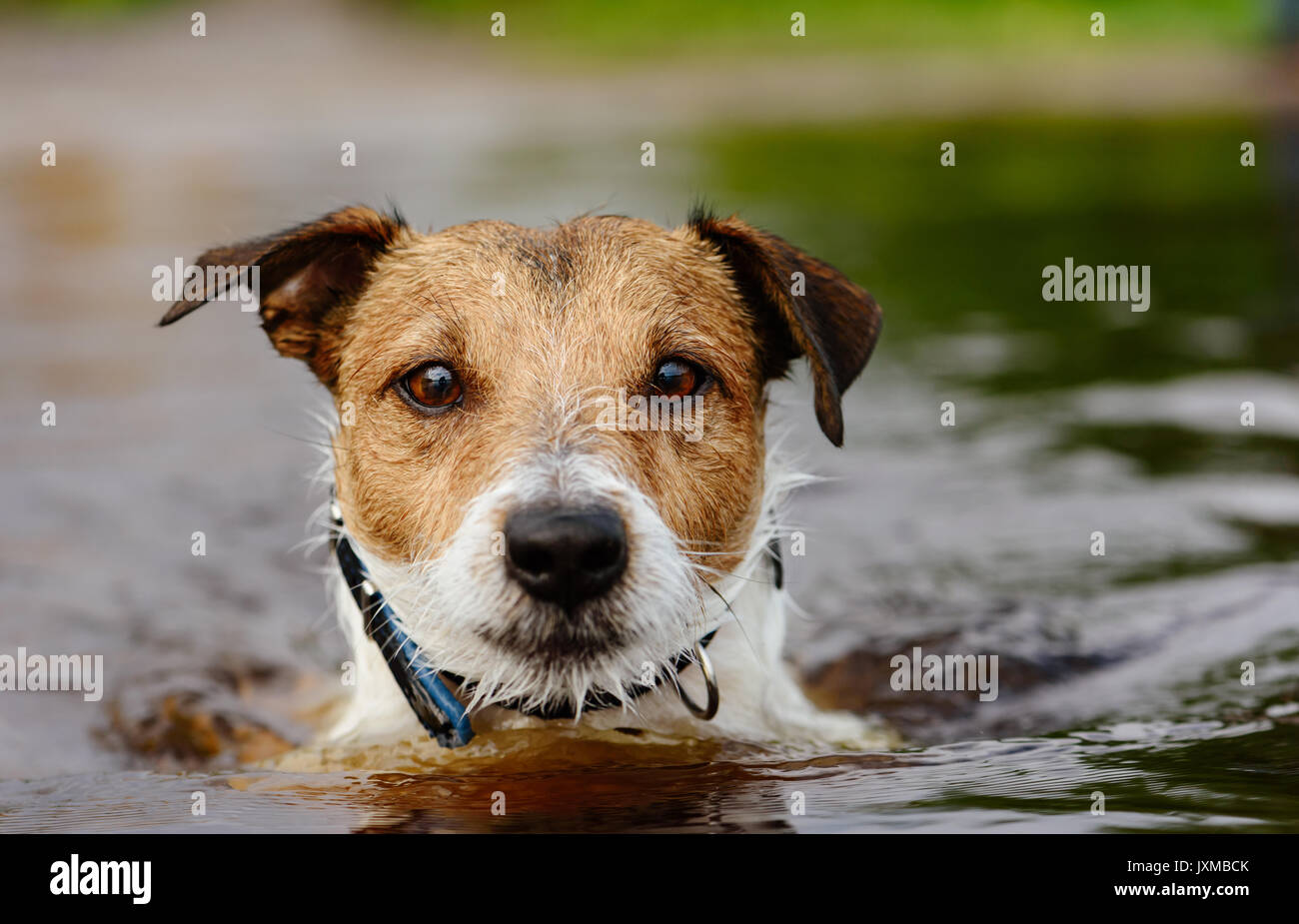 Cute dog swims in water close up shot Stock Photo
