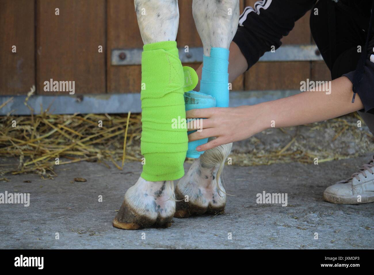 Preparation and placement of two bandages of green and blue colors on the anterior legs of the white horse Stock Photo