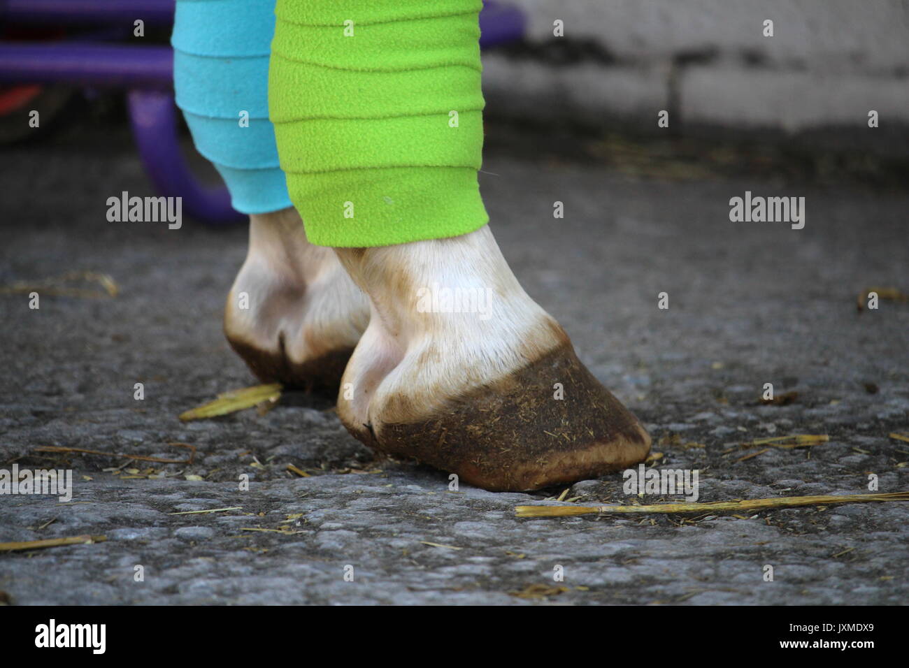 Two green and blue bandages on white horse's legs Stock Photo