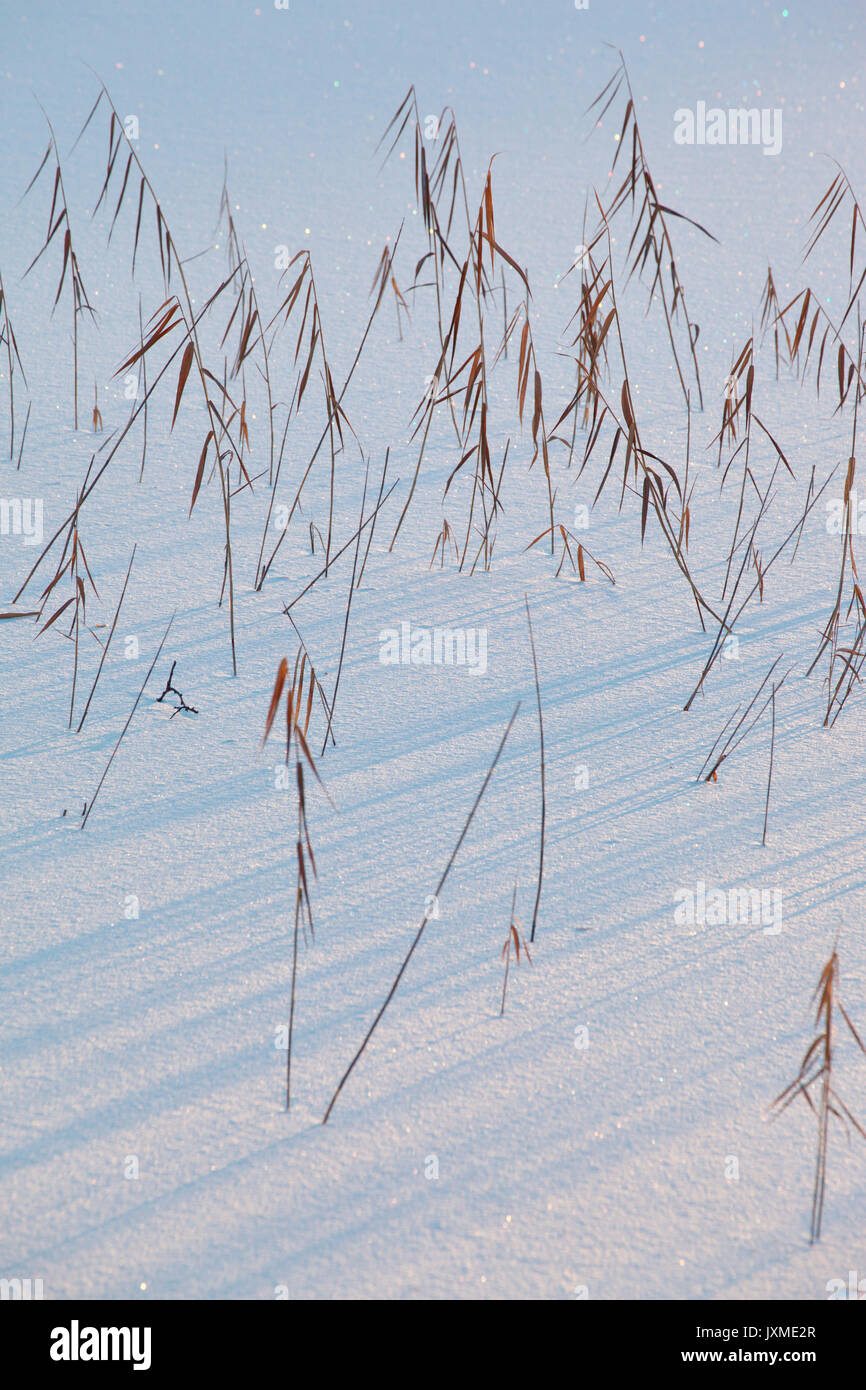 Withered rushes cast shadows on fresh snow. Stock Photo