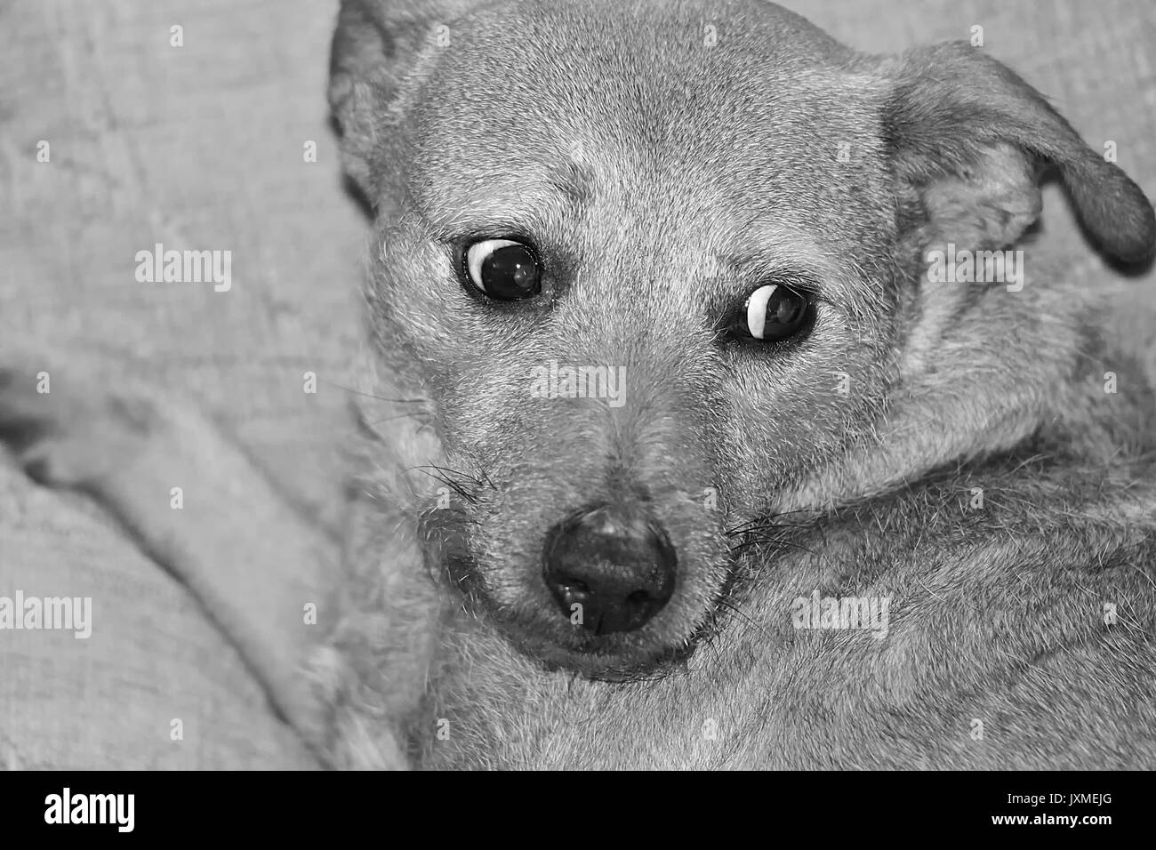 female terrier in black and white Stock Photo