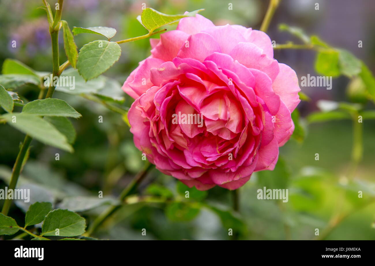 Blooming pink English rose in the garden on a sunny day. David Austin Rose Stock Photo