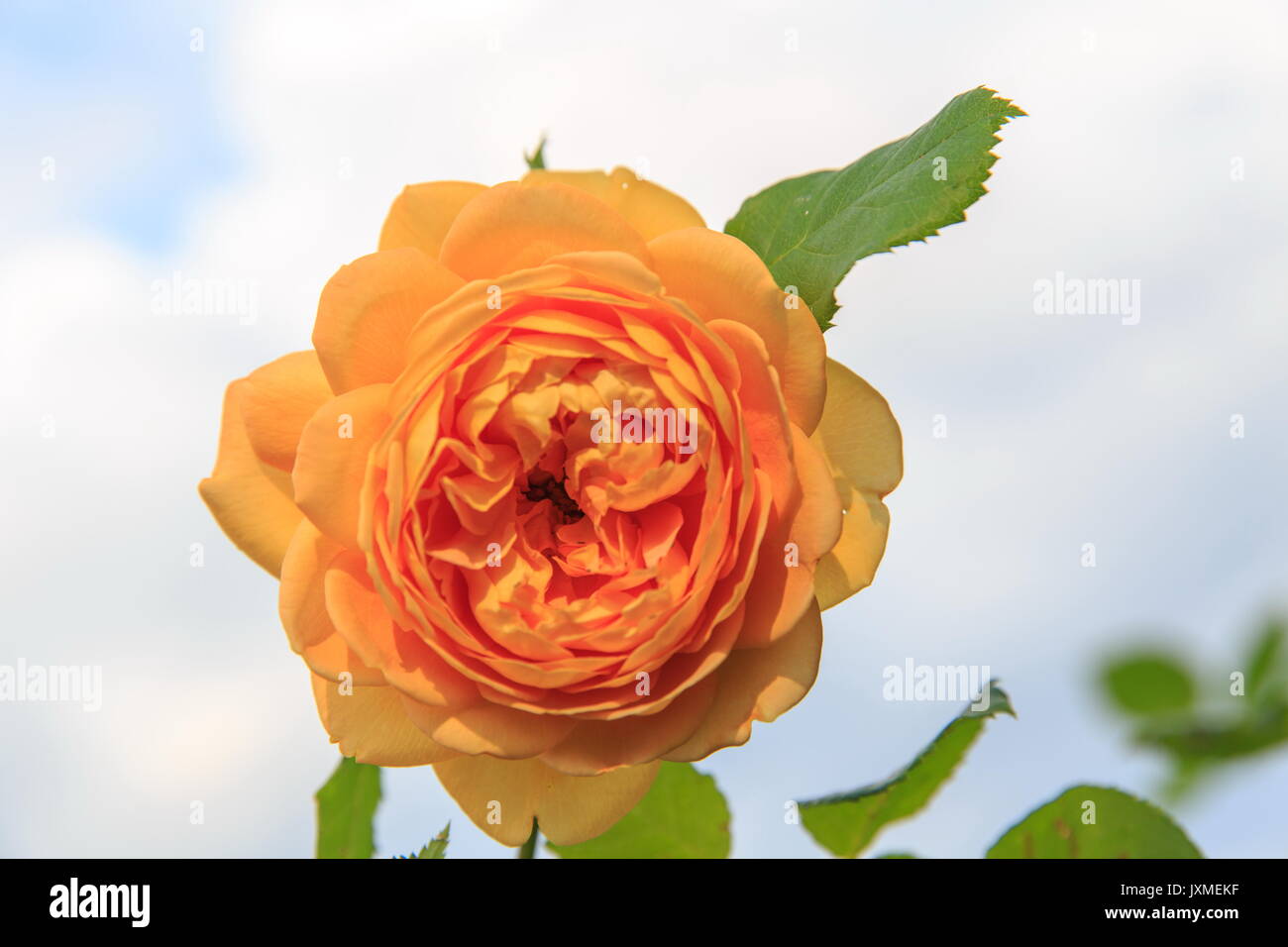 Blooming yellow English rose in the garden on a sunny day. Rose 'Golden Celebration' Stock Photo