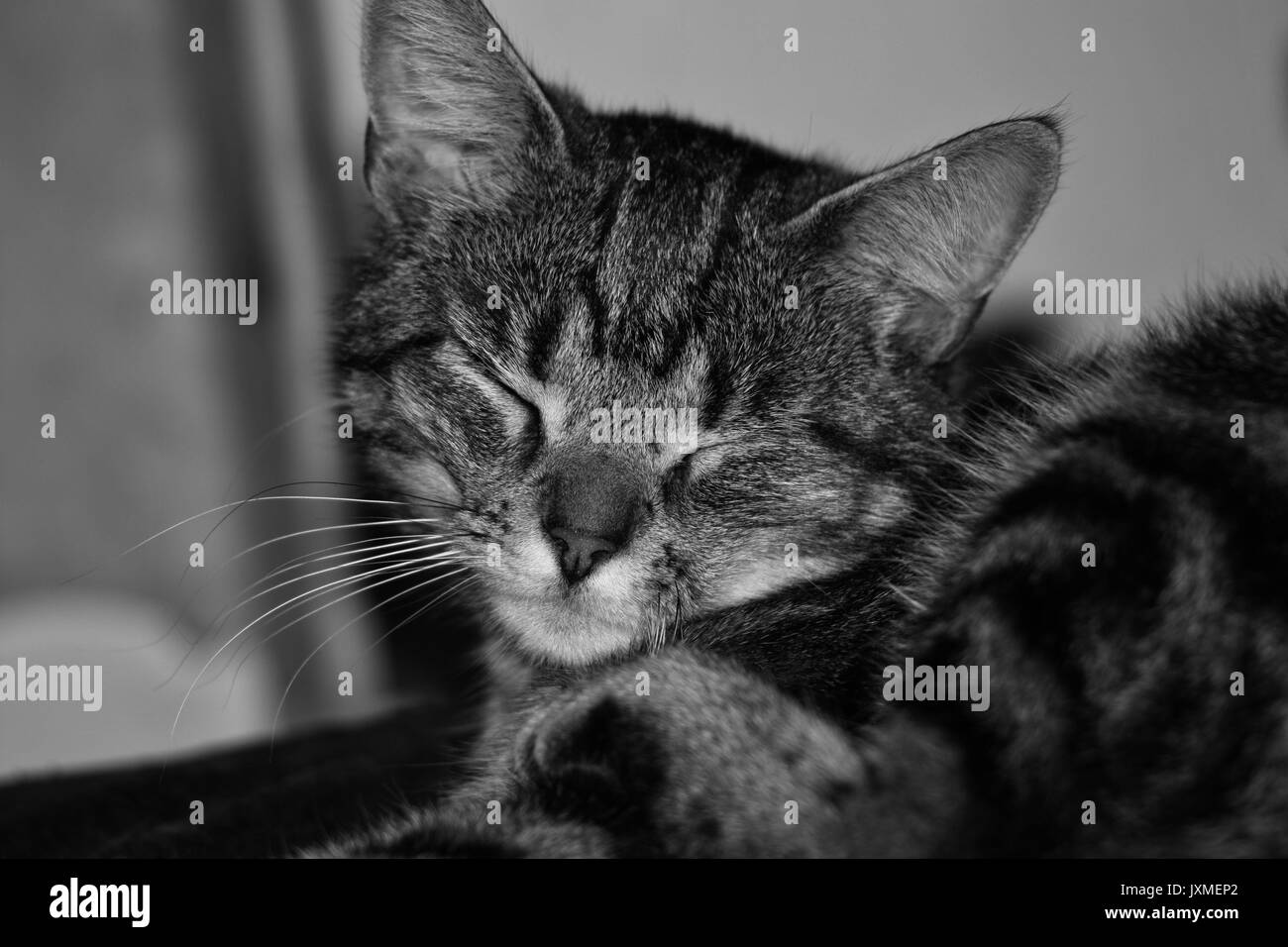 Close up of a female tabby cat inside sleeping in black and white Stock Photo