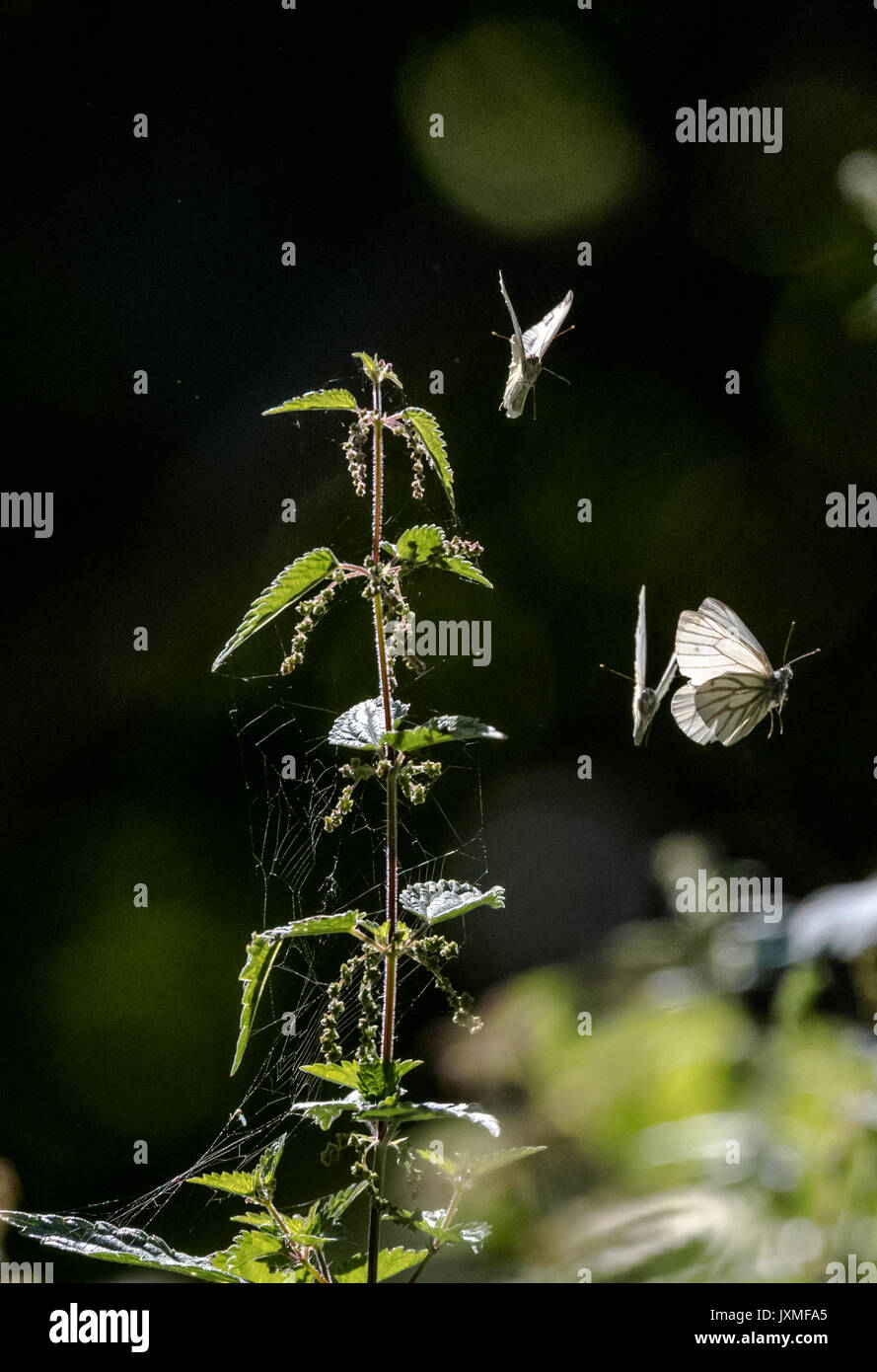 Butterflies flying hires stock photography and images Alamy