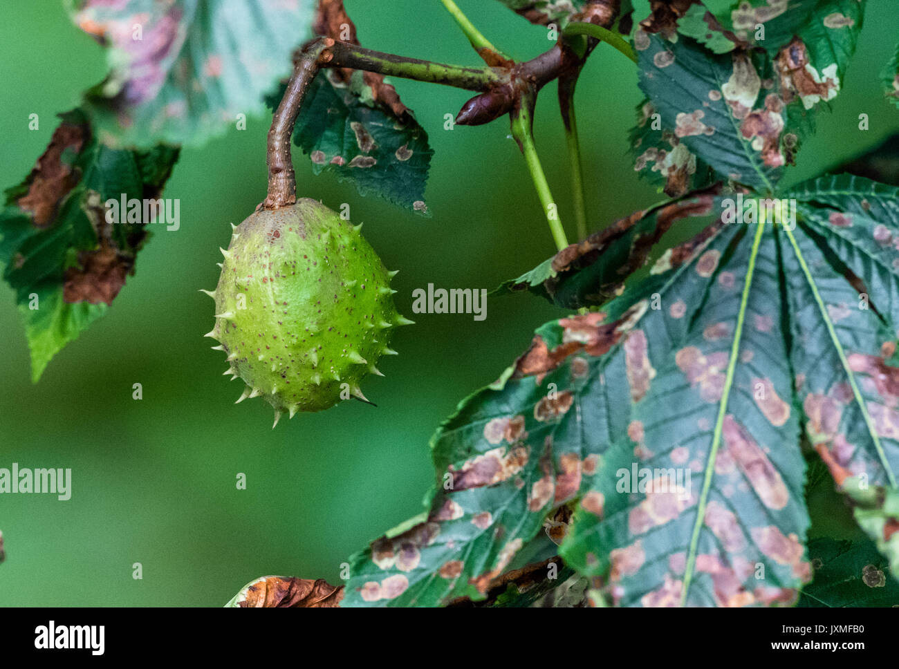 Horse chestnut tree seed hires stock photography and images Alamy