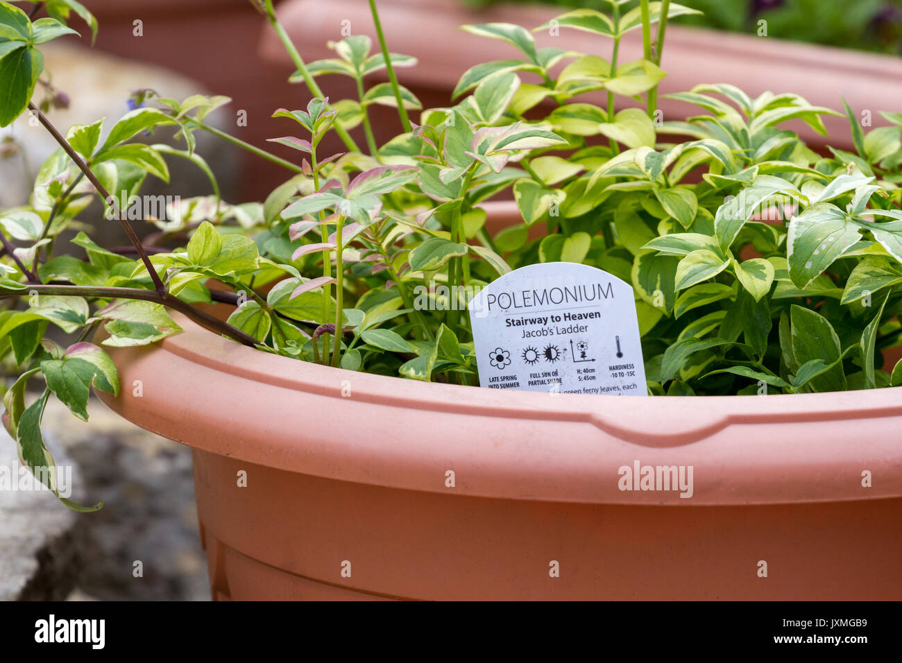 Polemonium plant in a pot Stock Photo
