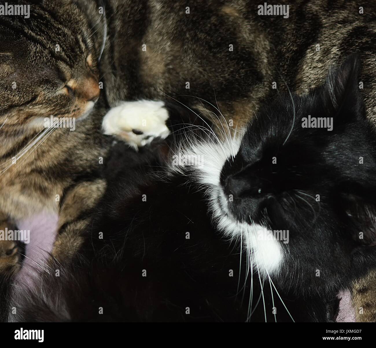 Sleeping tabby cat hires stock photography and images Alamy