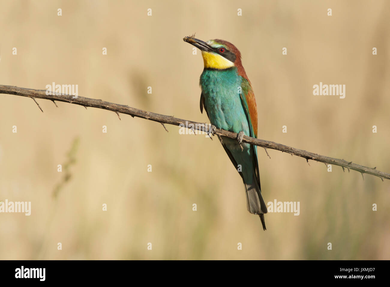 European Bee-eater (Merops apiaster) adult, with insect prey, perched on twig at sandbank colony, Vojvodina, Serbia, May Stock Photo
