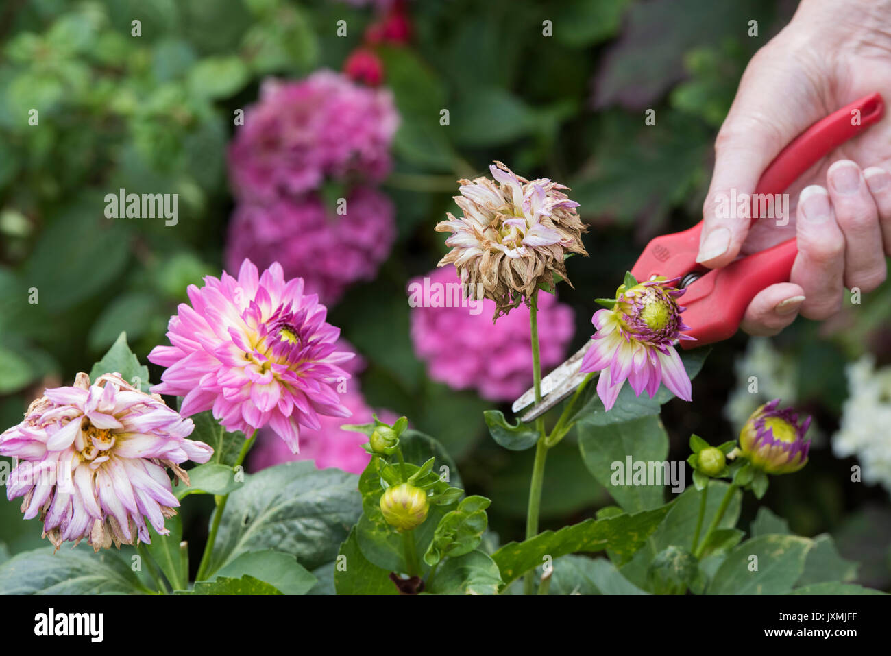 Gardener deadheading Dahlia flowers with snips in an english garden. UK Stock Photo