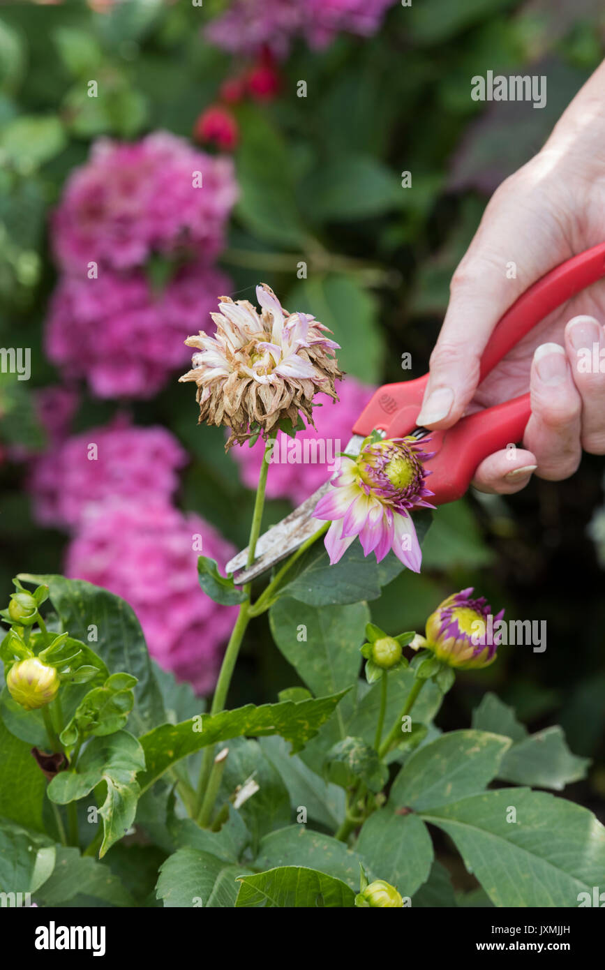 Deadheading dahlias woman hires stock photography and images Alamy